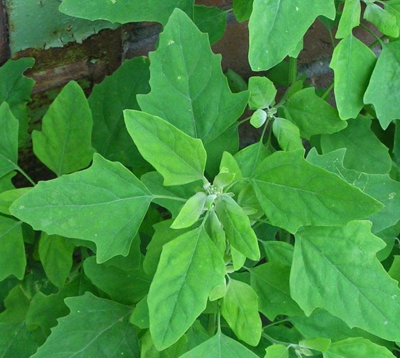 Bathu/Bathua Leaves - Bunch