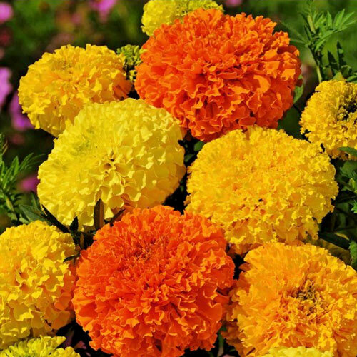 Fresh Flowers (Mix MariGold) - 1 Pkt