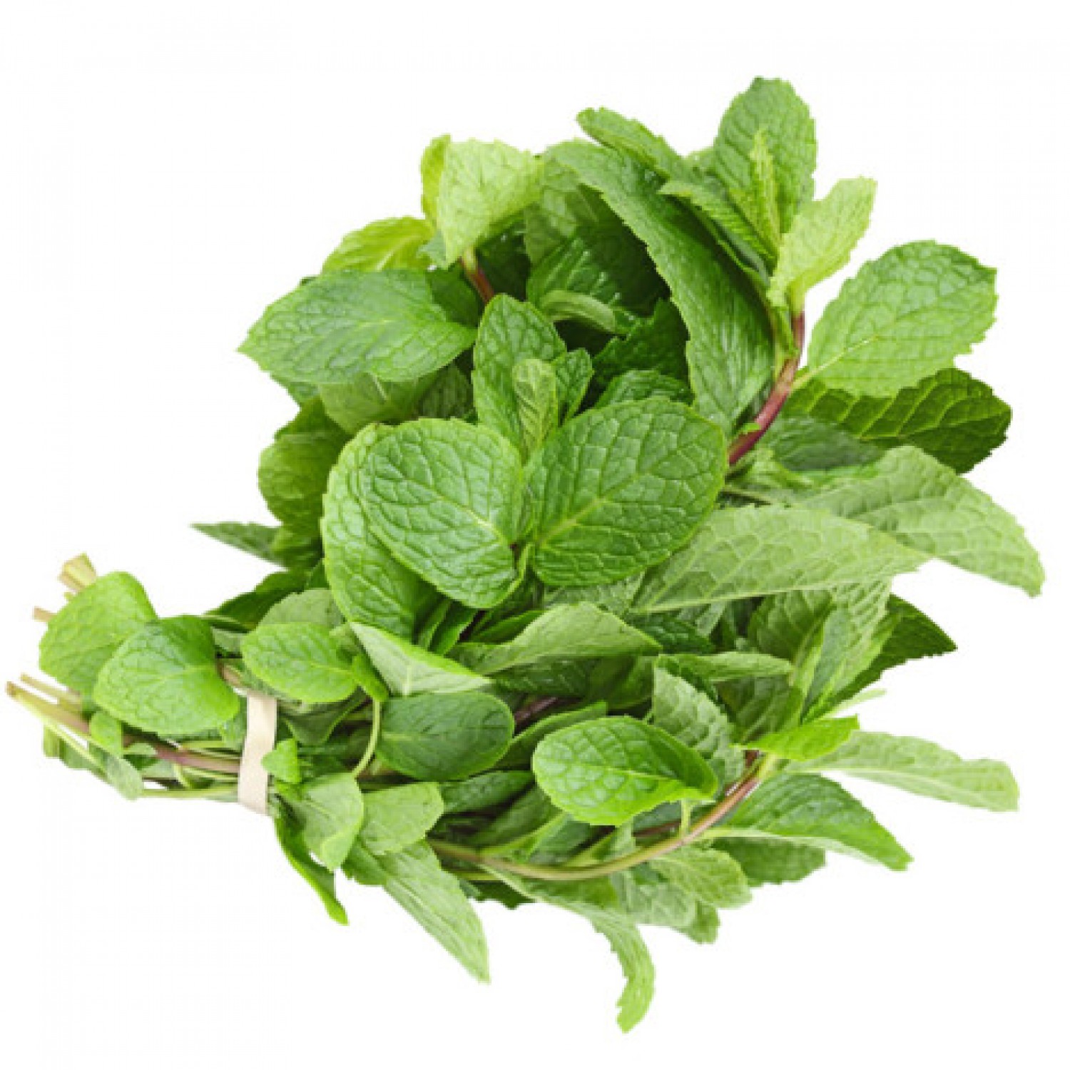 Mint -  bunch