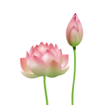LOTUS FLOWER (1 PCS)