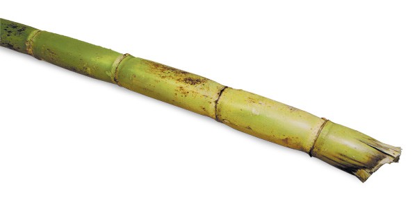 Fresh Sugarcane (EACH)