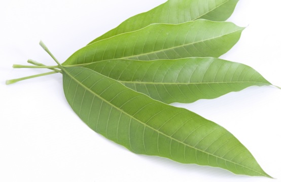 Mango Leaves 12 Leaves