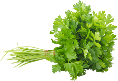 Cilantro(coriander,dhana) - Bunch