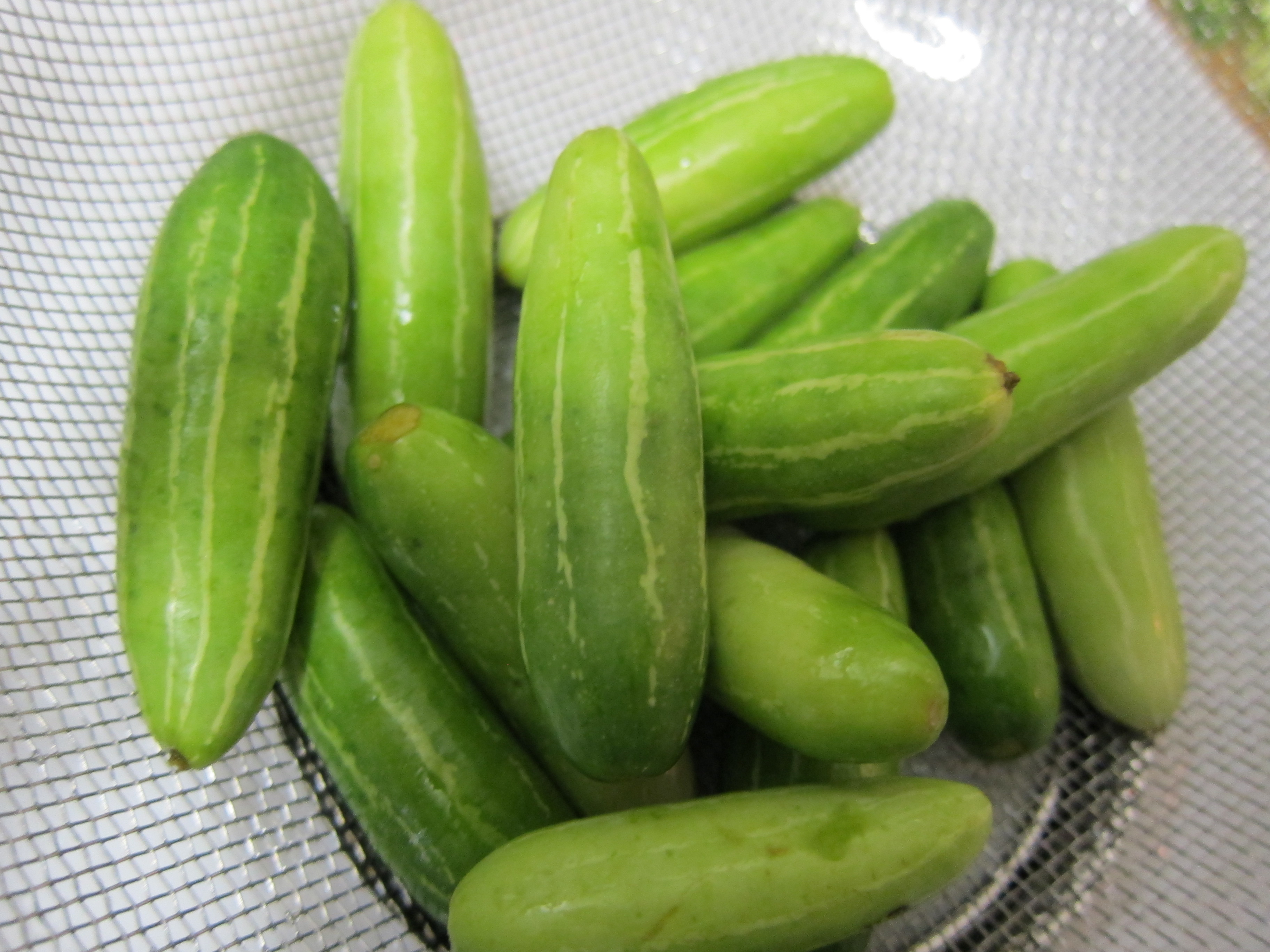 Tindora 1 LB