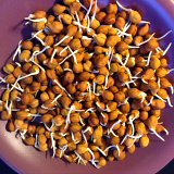 Sprout Bag (Kala Chana) - Each