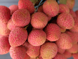 Fresh Lychee - 1 LB