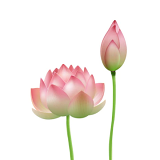 LOTUS FLOWER (1 PCS)