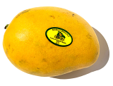 A & T Mango - Dominican Kesar Mango - 1 PCS