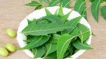 Neem Leaves (Bag)
