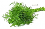 Suva Dill  - (Bunch)