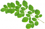 Drumstick Leaves (bunch)