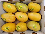 A & T Mango - Dominican Kesar Mango (NO REFUND-9-11 PCS)